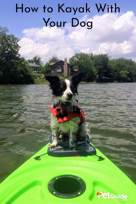 Kayaking With Dogs, Dog Information, Dog Owners, Kayaking, Dogs, Water, Kayaks