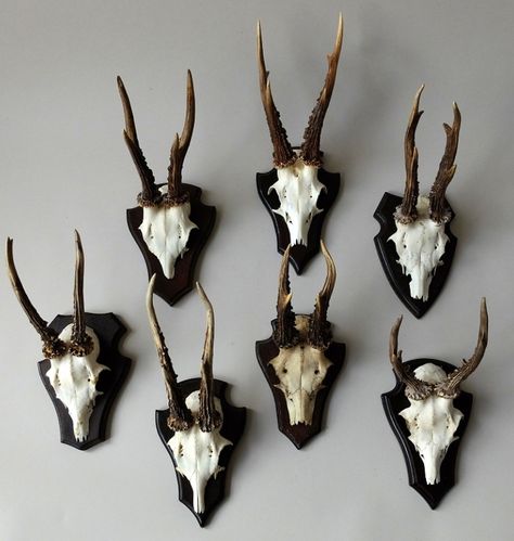 Deer Skull Decor, Roe Deer Skull, Roe Deer, Deer Skull, Deer Skulls, Skull Decor, Skull Fashion, Deer Antlers, Taxidermy