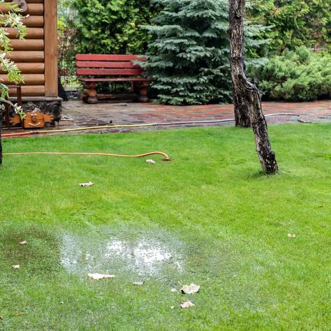 signs you are overwatering your lawn puddles on a lawn Waterlogged Garden, Best Of Scotland, Rid Of Ants, French Drain, Garden Walkway, Memorial Garden, More Water, Stop It, Safe Space