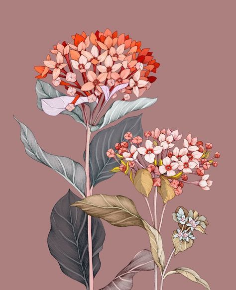 2 of 2 (cropped) commissioned Bouvardia Illustrations for @the_greengallery Issue 10 🖋🍂 Such a fun colour pallete and lovely to work with… Butterfly Art Ideas, Art Ideas Flowers, Art Painting Techniques, Archer And Olive, Watercolor Painting Ideas, Simple Portrait, Background Diy, Flowers Png, Digital Borders Design