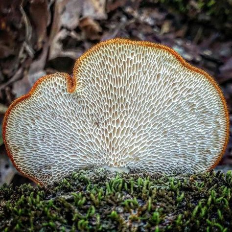 Polyporus alveolaris / Hexagonal-pored polypore / Polypore du mûrier / Image by mushroom__mama_official (Leigh Ann Andrews) from instagram Leigh Ann, Mushroom Fungi, From Instagram, Stuffed Mushrooms, Animals, Instagram