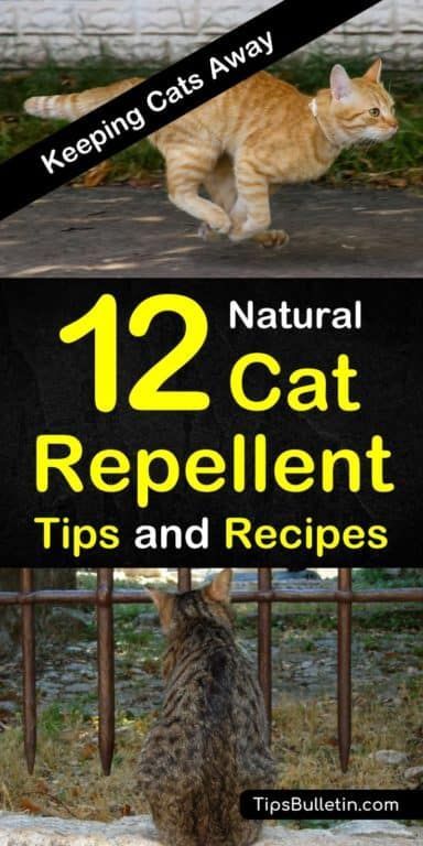 Tired of your indoor cats shredding your prized furniture? Are your flower beds the new litter box? Natural cat repellent using essential oils can save your house and gardens. #homemadecatrepellent #cats #keepcatsaway #garden Cat Repellant Garden, Cat Repellant Outdoor, Cat Deterrent Spray, Cat Repellent, Cat Deterrent, Serious Cat, Tattoo Plant, Natural Repellent, Cat Repellant