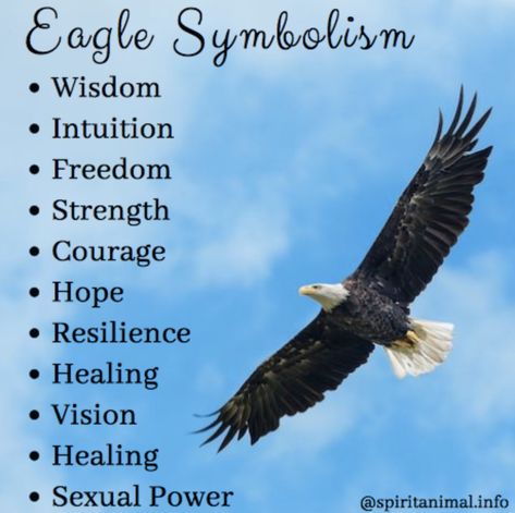 Eagle meaning and totem Tucan Birds, Fingerprint Birds, Eagle Meaning, Oragami Birds, Eagle Symbolism, Birds Quotes, Audobon Birds, Aesthetic Birds, Eagles Quotes