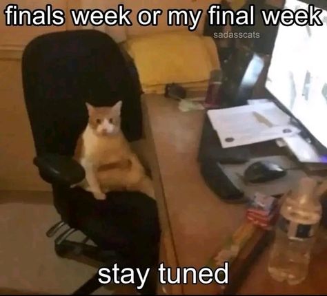 Finals Week Meme, Studying Memes, Best Study Tips, Ice Hockey Players, Silly Cats Pictures, Crazy Quotes, Finals Week, Short Humor, Funny Relatable Quotes