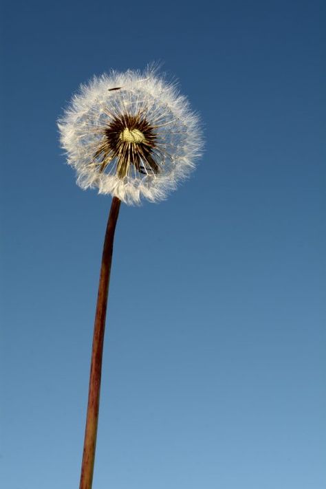 100+ Free Minimalism stock images. Commercial use. No watermark. Fluffy Dandelion, Copyright Free Photos, Volkswagen Beetle Vintage, Retro Chandelier, Minimalist Landscape, Minimalist Flowers, Red Tree, Tree Silhouette, Create Website