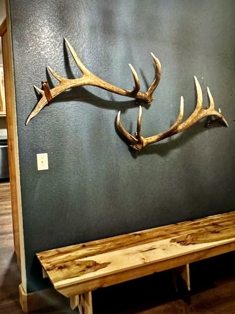 Antler Shed Ideas, Antler Display Ideas, European Deer Mount Ideas, Deer Mount Ideas, Antler Display, Canadian Decor, Deer Antler Crafts, Antler Ideas, Elk Head