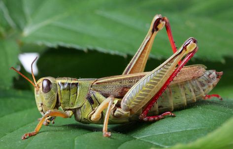 Green Grasshopper, Short Moral Stories, Moral Stories For Kids, Cool Bugs, Grasshoppers, Animal Study, Beautiful Bugs, Praying Mantis, Creepy Crawlies