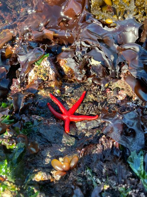 #starfish #pnw #tidepools Tidepool Aesthetic, Aesthetic Doctor, San Juan Island, Animal References, Tide Pools, Rock Pools, Junior Year, Stardew Valley, Washington State