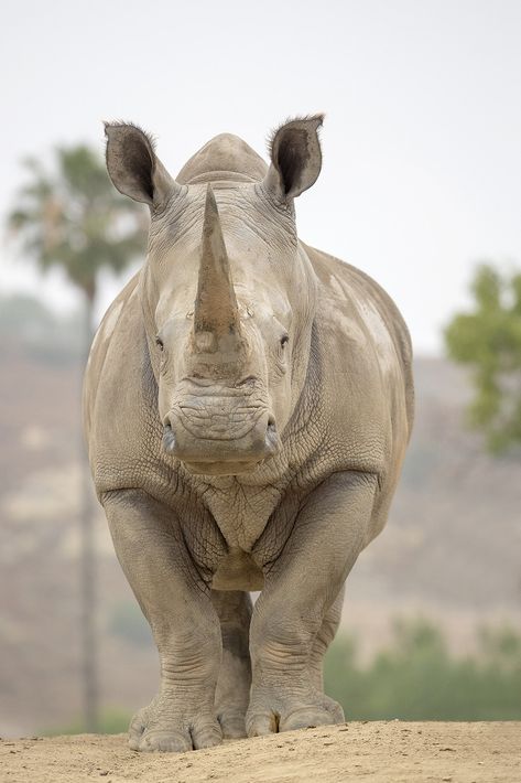 Rhino Facts, Rhino Sculpture, Rhino Pictures, Rhino Species, White Rhinoceros, Wild Animals Photography, White Rhino, Animals Photography, Animal Print Wallpaper