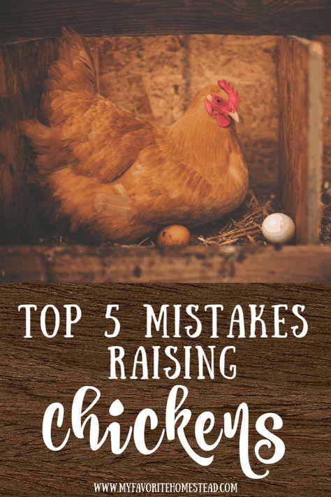 Homestead Tips, Homestead Lifestyle, Chicken Raising, Chicken Flock, Easy Chicken Coop, Urban Homestead, Raising Chicks, Homesteading Ideas, Backyard Chicken Farming