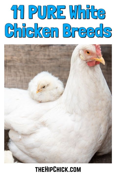 Deciding what breed of chickens to add to your backyard coop should not done spur of the moment or you might not end up with what you were expecting. Many people start with something easy, like deciding what color of chickens they want, just to help narrow down the field.  If you want to add some solid white chickens to your farm, you are in luck! #chickens #chicks #thehipchick #raisingchickens White Chickens Breeds, Whiting True Blue Chicken, White Chicken Breeds, Breeds Of Chickens And Eggs, Americana Chickens, Buff Brahma Chicken, Dual Purpose Chicken Breeds, Types Of Chickens And Their Eggs, Friendliest Chicken Breeds