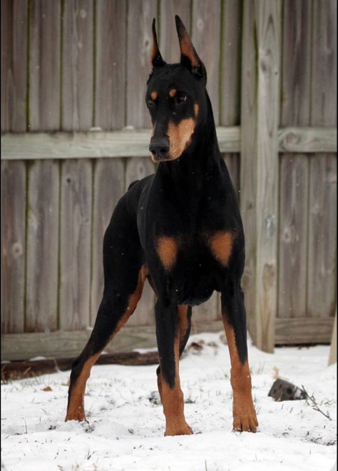 Perro Doberman Pinscher, Doberman Puppies, German Pinscher, Doberman Love, Doberman Pinscher Dog, Doberman Puppy, Doberman Dogs, Guard Dogs, Doberman Pinscher