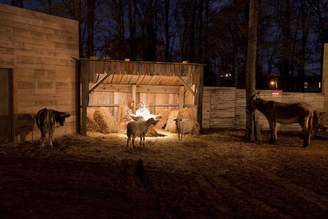 Live Nativity Scene, Nazareth Village, Living Nativity, Live Nativity, Assembly Of God, Nativity Scene Display, Jesus Background, Ward Christmas Party, Bethlehem Christmas