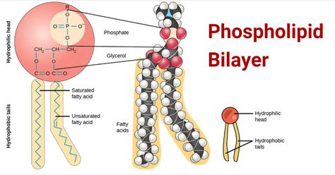 What are Membrane Lipids? Lipid molecules make up about 50% of the mass of most animal cell membranes. These are amphiphilic (amphipathic) molecules that are arranged into a two-dimensional sheet-like ... Read more The post Phospholipid Bilayer- Structure, Types, Properties, Functions appeared first on Microbe Notes. Phospholipid Bilayer, Lipids Structure, Molecule Model, Microbiology Study, Peptide Bond, Biochemistry Notes, A Level Biology, Plasma Membrane, Nucleic Acid