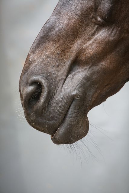 Horse Muzzle, Horse Faces, Horse Art Ideas, Horse's Neck, Horse Ears, Horse Anatomy, Horse Inspiration, Horse Illustration, Animal Portraits Art