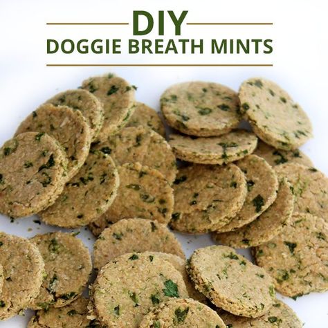 DIY Doggie Breath Mints - Make these Valentine mints for your favorite pooch! #diy #dogrecipes Dog Breath Mints, Easy Dog Treat Recipes, Breath Mints, Dog Biscuit Recipes, Easy Dog Treats, Mint Recipes, Food Dog, Diy Dog Treats, Puppy Treats