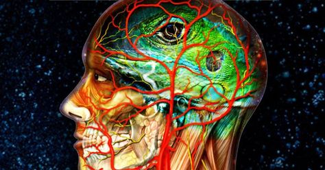 Our reptilian brains are wired to keep us safe, but if we are not careful, they can take over. Learn how to recognise the signs and regain control. Triune Brain, Art Human Anatomy, Universal Monsters Art, Reptilian Brain, Love In Action, Thinking In Pictures, Brain Art, Love Is An Action, Human Anatomy Art