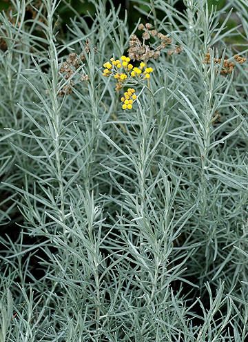 KARRIPLANTE - Helichrysum italicum Helichrysum Italicum, Planting Plan, Variegated Plants, Foliage Plants, Leaf Flowers, Front Garden, Natural Essential Oils, Garden Styles, Garden Inspiration