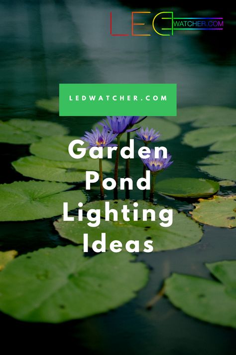 Building a pond, a small fountain or even a mini waterfall on a running stream in your garden are some of the best ways to add class, style, and natural beauty to it. The one drawback these decorative options have, however, aside from being somewhat costly and time-consuming to make, is that they are only visible during the day or on bright, moonlit nights.💡⁠ Check our Pond Lighting Ideas and find something for you! 😎 #LedWatcher #ledlighting #outdoorlighting #solarlights #pond #gardenlights Koi Pond Lighting Ideas, Pond Lights Underwater, Pond Lighting Ideas, Pond Lighting, Water Feature Lighting, Raised Pond, Small Water Gardens, Solar Water Feature, Solar Pond