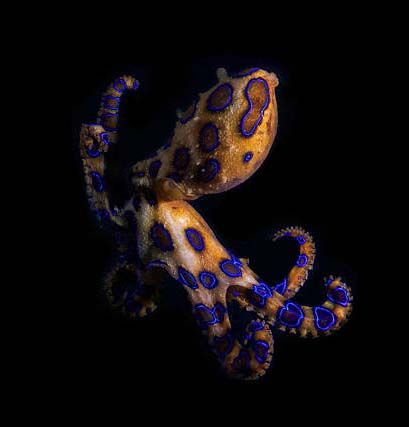 Octopus Background, Types Of Octopus, Common Octopus, Blue Ringed Octopus, Mimic Octopus, Octopus Wallpaper, Coconut Octopus, Octopus Species, Ringed Octopus