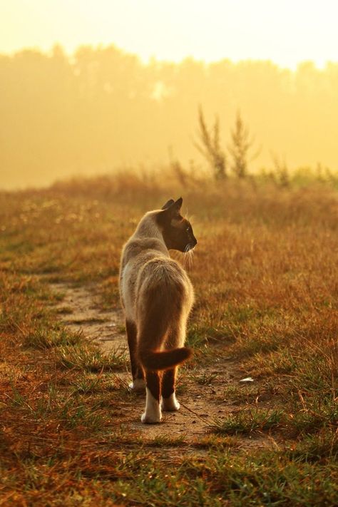 Cat Walking, Cat Anatomy, Warrior Cat Drawings, Warrior Cat Oc, Cat Reference, Evening Sunset, Warrior Cats Art, Gorgeous Cats, Cat Pose