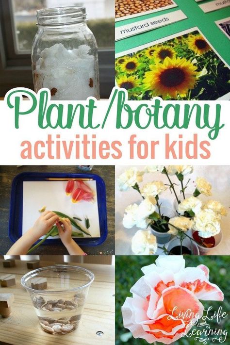 Make the most of summer with this amazing list of Plant and Botany Activities for Kids. These plant activities are the best way for you to learn about botany. #plants #botany #biology #science #LivingLifeandLearning Botany Activities For Kids, Botany Unit Study, Plant Activities For Kids, Botany Activities, Botany Lessons, Biology For Kids, Plant Lessons, How Plants Grow, Gardening Activities