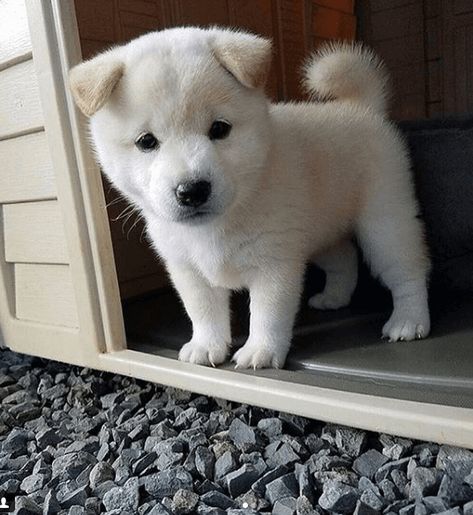 Shiba Inu Blanc Japanese Dog Breeds, Shiba Puppy, Shiba Inu Puppy, Akita Inu, Japanese Dogs, Shiba Inu Dog, Really Cute Dogs, Puppies And Kitties, Mini Dogs