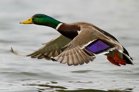 Mallard Duck Photography, Duck Anatomy, Duck Photography, Duck Species, Duck Stamp, Flying Ducks, Duck Pictures, Waterfowl Hunting, Duck Art