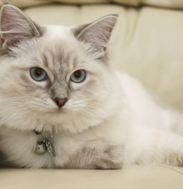 Ragdoll Cats For Sale, Elegant Short Hair, Ragdoll Kittens For Sale, Ragdoll Kittens, Kittens For Sale, Kitten For Sale, Ragdoll Kitten, Cats For Sale, Ragdoll Cat