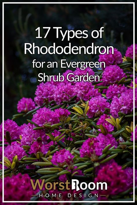 Types of Rhododendron Backyard Hill Landscaping, Shrubs For Borders, Shrub Garden, Fruit Trees Backyard, Low Maintenance Landscaping Front Yard, Tropical Backyard Landscaping, Small Trees For Garden, Trees For Front Yard, Tall Shrubs