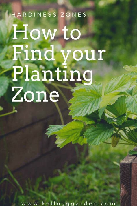 How to Find Your Planting Zone | Kellogg Garden Organics™ Garden Zones Map, Zones For Planting, Planting Zones Map, Gardening Knowledge, Planting Zones, Plant Hardiness Zone Map, Beginner Gardening, Garden Organization, Gardening Zones