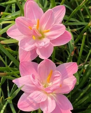 NewmaArt - Etsy Pink Rain Lily Flower, Rain Lily, Lily Bulbs, Nothing But Flowers, Flower Therapy, Beautiful Bouquet Of Flowers, Dessin Adorable, Pretty Plants, Beautiful Flowers Pictures