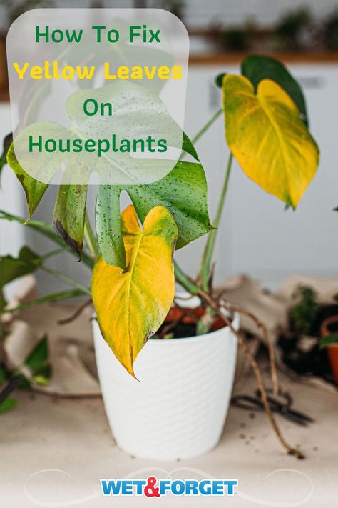 Have you started to see yellow leaves on your houseplant? Easily fix it with our insightful guide! Yellow Leaves On Plants, Plant Leaves Turning Brown, Leaves Meaning, Raising Chicks, The Riddle, Growing Plants Indoors, Plant Information, House Plants Decor, Indoor Gardening