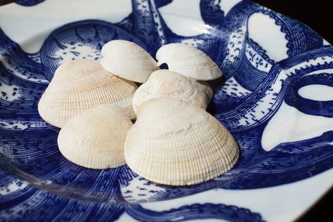 How to Clean Seashells