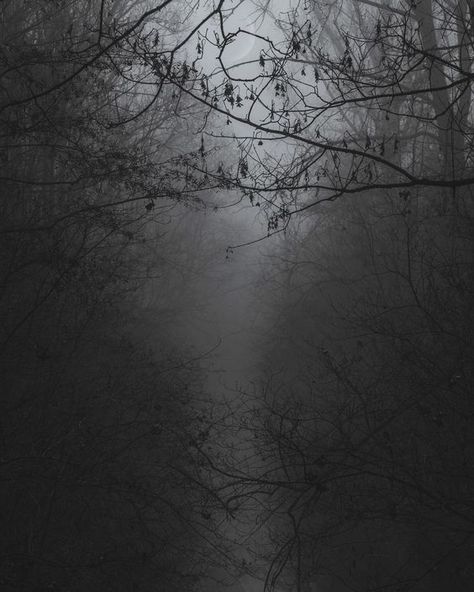 Ludmila Core, Dark Nature, Dark Photography, Dark Aesthetic, Trees, Abstract Artwork, Moon, On Instagram, Instagram