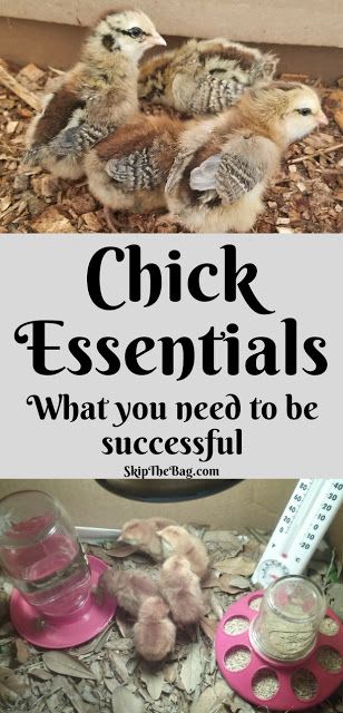 SkipTheBag: Baby Chick Essentials What you need to successfully raise baby chickens in your home.  Backyard chickens, chicks, brooder, food, waterer, and more! Chicks Brooder, Brooder Coop, Chicken Coop Blueprints, Chicken Brooder, Baby Chicks Raising, Small Chicken Coops, Chicken Incubator, Raising Chicks, Types Of Chickens