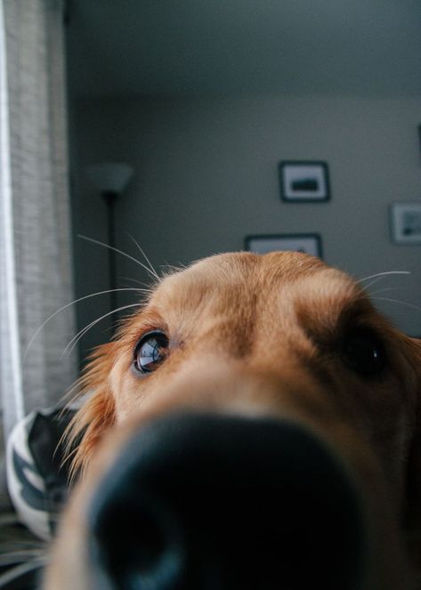 Golden Retriever Training, Golden Retriever Owner, Boykin Spaniel, Golden Retriever Funny, Dog Cleaning, Dog Wash, American Kennel Club, Retriever Puppy, Free Dogs