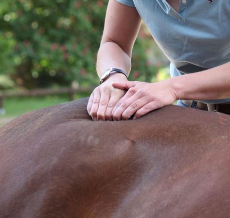 Barn Stall Ideas, Horse Branding, Equine Massage Therapy, Horse Massage, Muscle Belly, Equine Science, Equine Massage, Equine Veterinary, Horse Lessons