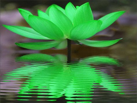 Green Lotus Reflection ... Green Lotus Flower, Ardverikie House, House Scotland, Tattoo Lotus, Tiger Skin, Water Lilly, Sleep Music, Green Tara, Blue Lotus