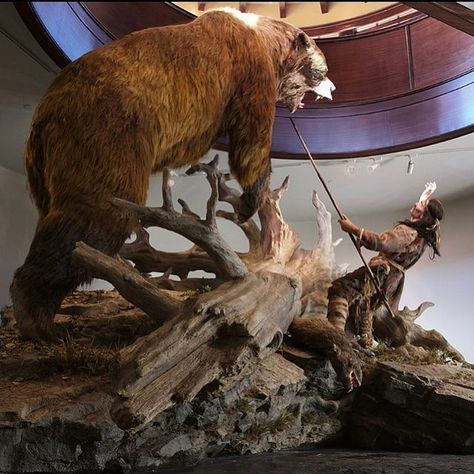 Extinct Animals Facts on Instagram: "The short-faced bear (Arctodus sp.) is an extinct bear genus that inhabited North America during the Pleistocene epoch from about 1.8 Mya until 11,000 years ago. It was the most common early North American bear and was most abundant in California. There are two recognized species: the lesser short-faced bear (Arctodus pristinus) and the giant short-faced bear (Arctodus simus), with the latter considered to be one of the largest known terrestrial mammalian car Short Faced Bear, Ground Sloth, Dino Park, Field Museum, Dire Wolf, Animal Funny, Faux Taxidermy, Extinct Animals, Animal Facts