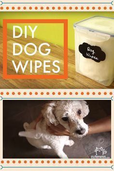 Make your own dog bath wipes in MINUTES! Choose from deodorizing or moisturizing ingredients to get exactly what your pooch needs. You'll have a fresh pooch in only a few steps. Diy Dog Bath, Diy Dog Wash, Dog Wipes, Natural Pet Care, Pet Wipes, Dog Steps, Dog Cleaning, Dog Wash, Deodorizing