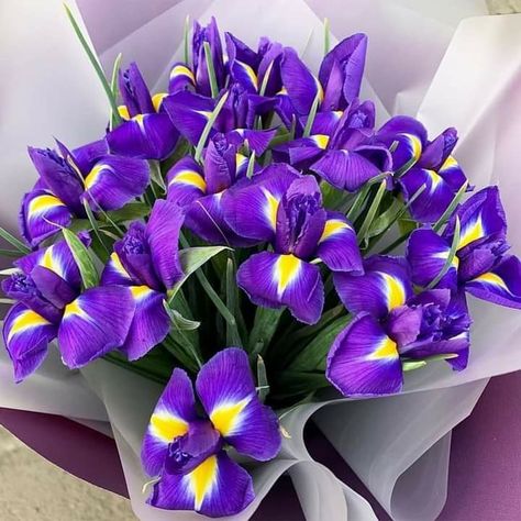 Beautiful Bouquet Of Flowers, Lilac Flowers, Favorite Flowers, Iris Flowers, Irises, Beautiful Gifts, Beautiful Bouquet, Amazing Flowers, Floral Wallpaper