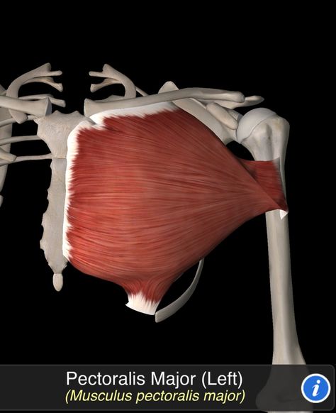 Musculus Pectoralis Major Core Anatomy, Body Muscle Anatomy, Pectoralis Major, Anatomical Drawings, Muscle Movement, Yoga Anatomy, Human Body Anatomy, Muscle Anatomy, Rotator Cuff