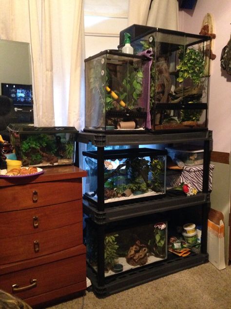 Animal Set Up Ideas, Lizard Set Up, Reptile Bedroom Ideas, Lizard Tank Set Up, Reptile Bedroom, Reptile Room Aesthetic, Crested Gecko Terrarium Ideas, Snake Room, Reptile Rack