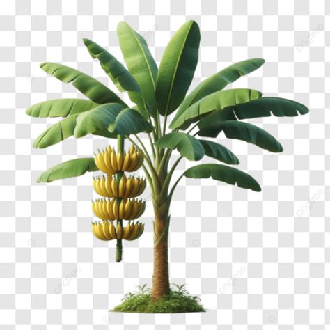 banana tree with ripe bananas hanging from it against a white background banana tree with ripe ban Banana Tree Png, Banana Tree Illustration, Banana Background, Banana Png, Ready Rangoli, 3d Art Painting, Black And White Photography Portraits, Banana Trees, Banner Png