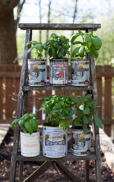 Wow!  This is a clever idea.  Instead of throwing away coffee cans, you can always use it as a flower pot!  It gives your garden a nice and pretty design and also lets you save money!  One of my favorite gardening ideas. Balcony Herb Gardens, Recycled Tin Cans, Old Ladder, Upcycle Garden, Recycled Tin, Recycled Garden, Herb Planters, Wooden Ladder, Growing Herbs