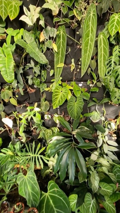 plants.n.things on Instagram: Went to check on my besties green wall and it’s filling in beautifully!! Check out @aroid_addict_ for more pics! Anybody else want to… Indoor Plant Display, Wall Garden, Living Wall, Plant Collection, Pretty Plants, Plant Mom, Green Wall, Indoor Garden, Indoor Plants