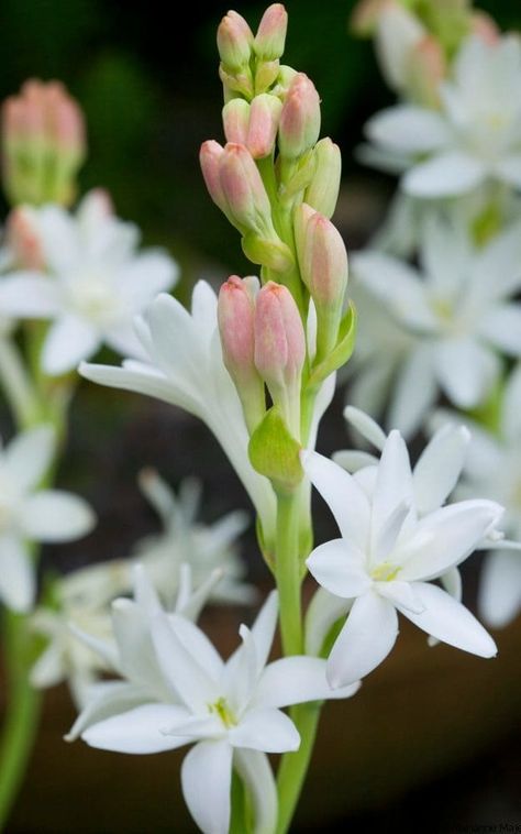 Polianthes Tuberosa Flower, Tuber Rose, Polianthes Tuberosa, Tuberose Flower, Tube Rose, Orchid Photography, Herb Garden In Kitchen, Smelling Flowers, Fragrant Plant