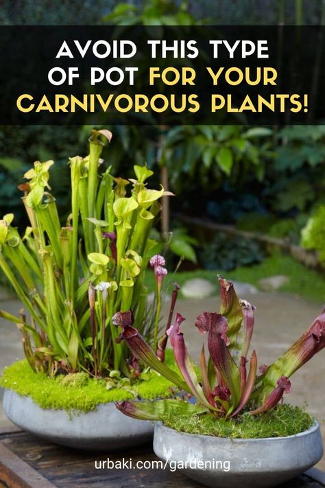 Bog Garden Ideas Carnivorous Plants, Bog Gardens, Carnivore Plants, Carnivorous Plants Terrarium, Plants Terrarium, Bog Garden, Venus Flytrap, Diy Bowl, Water Tray