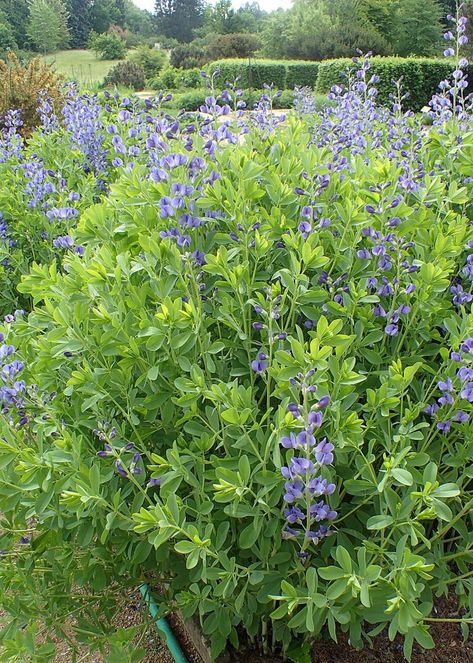 False Indigo Gardens, False Indigo Plant, Baptisia Plant, Perennial Meadow, Blue Wild Indigo, False Indigo, Baptisia Australis, Garden Renovation, Wild Indigo